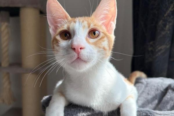 Biscuit