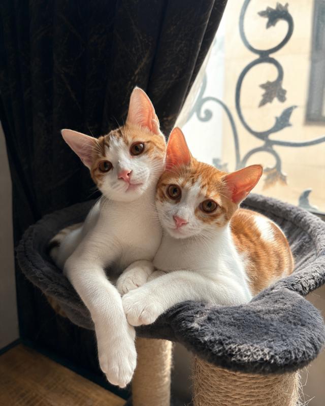 Biscuit