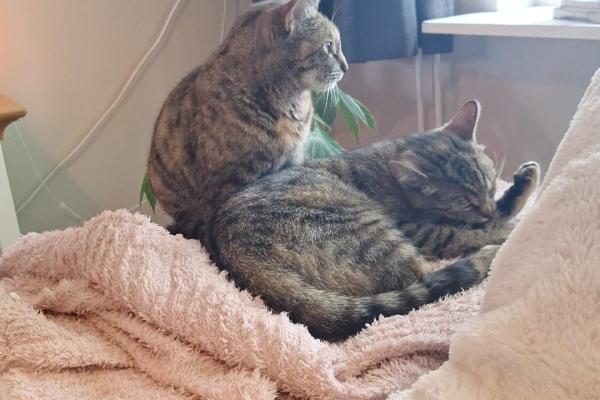 Kitty