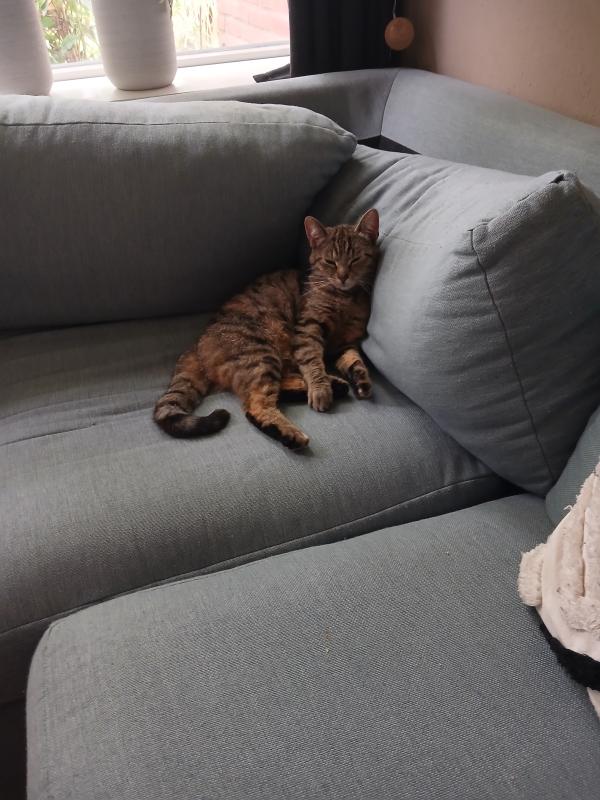 Kitty