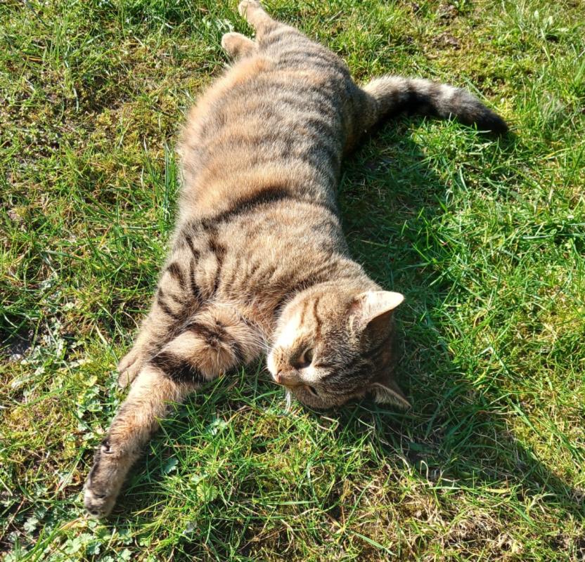Kitty