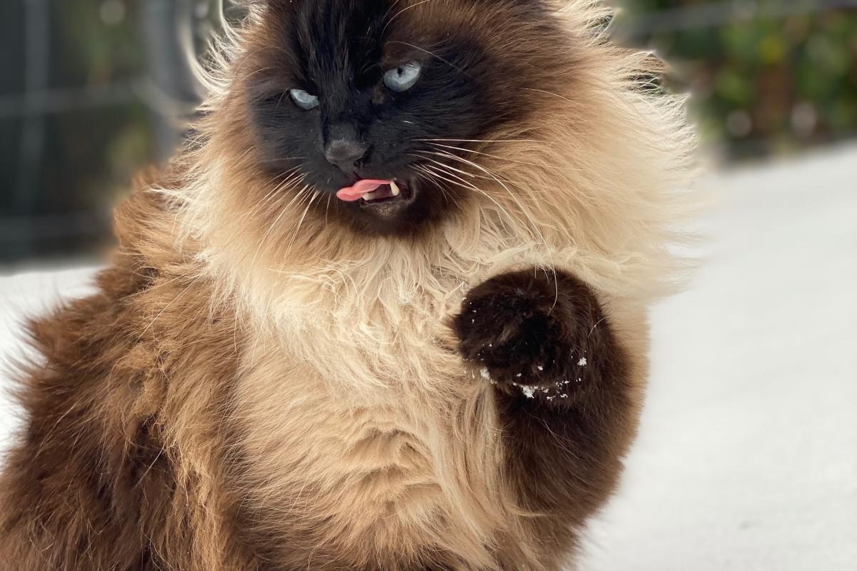 Pip