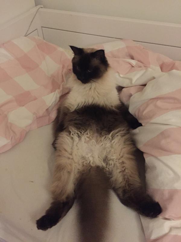 Pip
