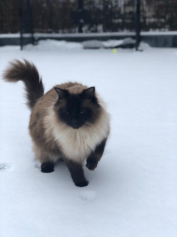 Pip