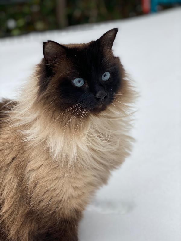 Pip
