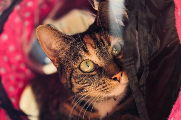 Nala