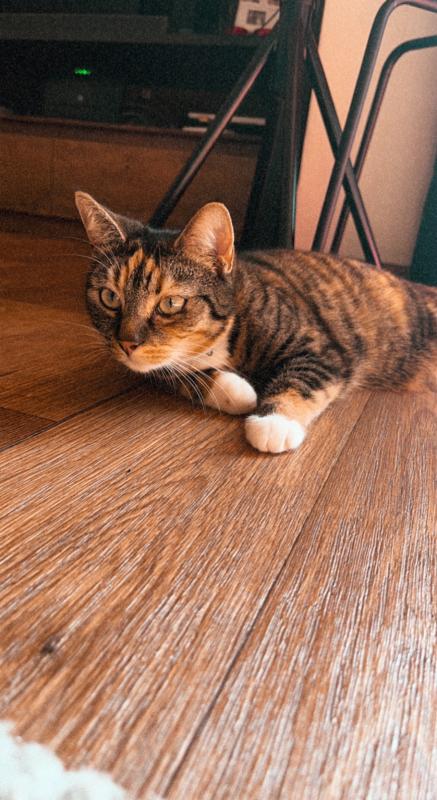 Nala