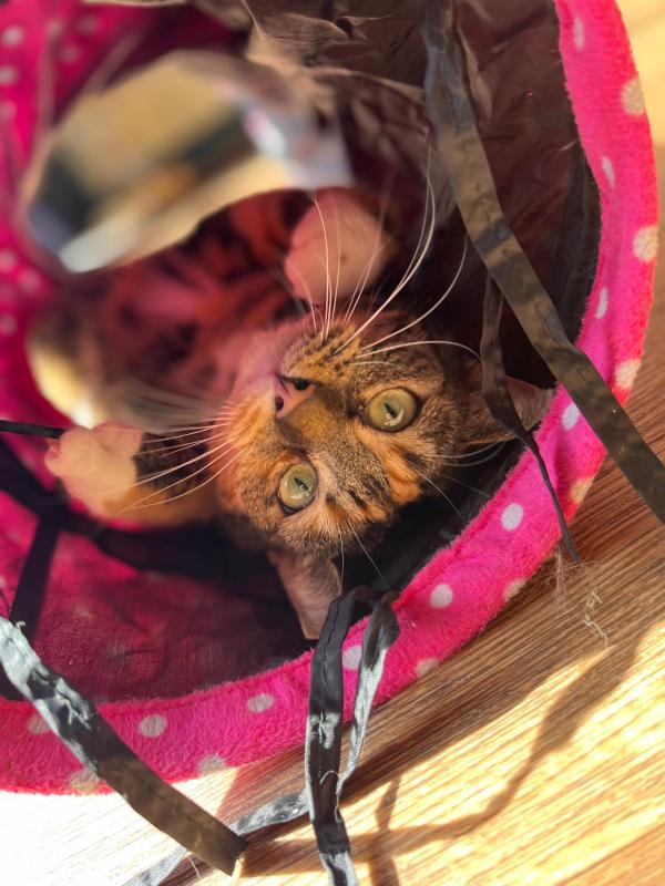 Nala