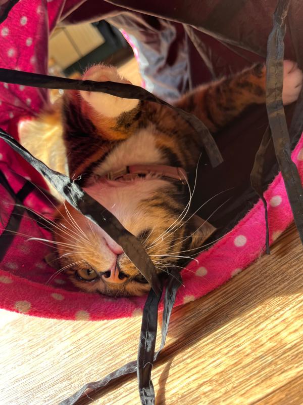 Nala