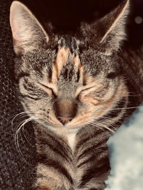 Nala