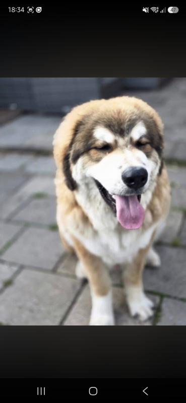 Kai