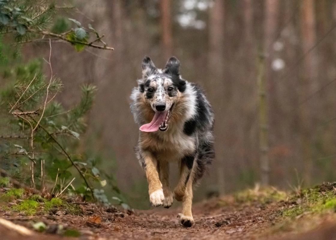 Jara