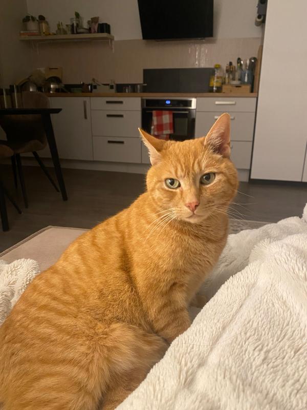 Yoda