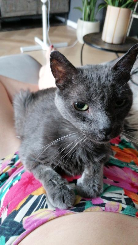 Grey Oldie