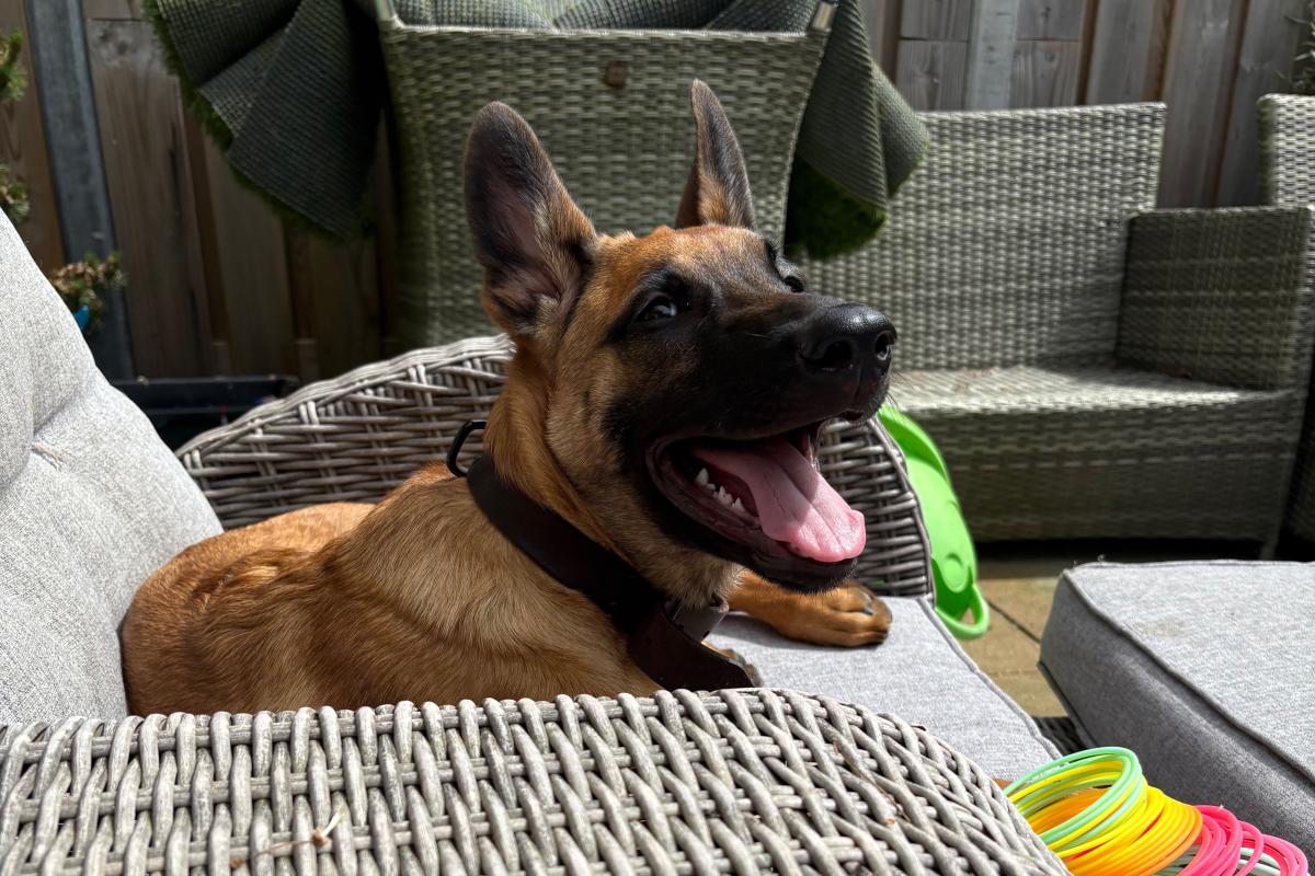 Zira