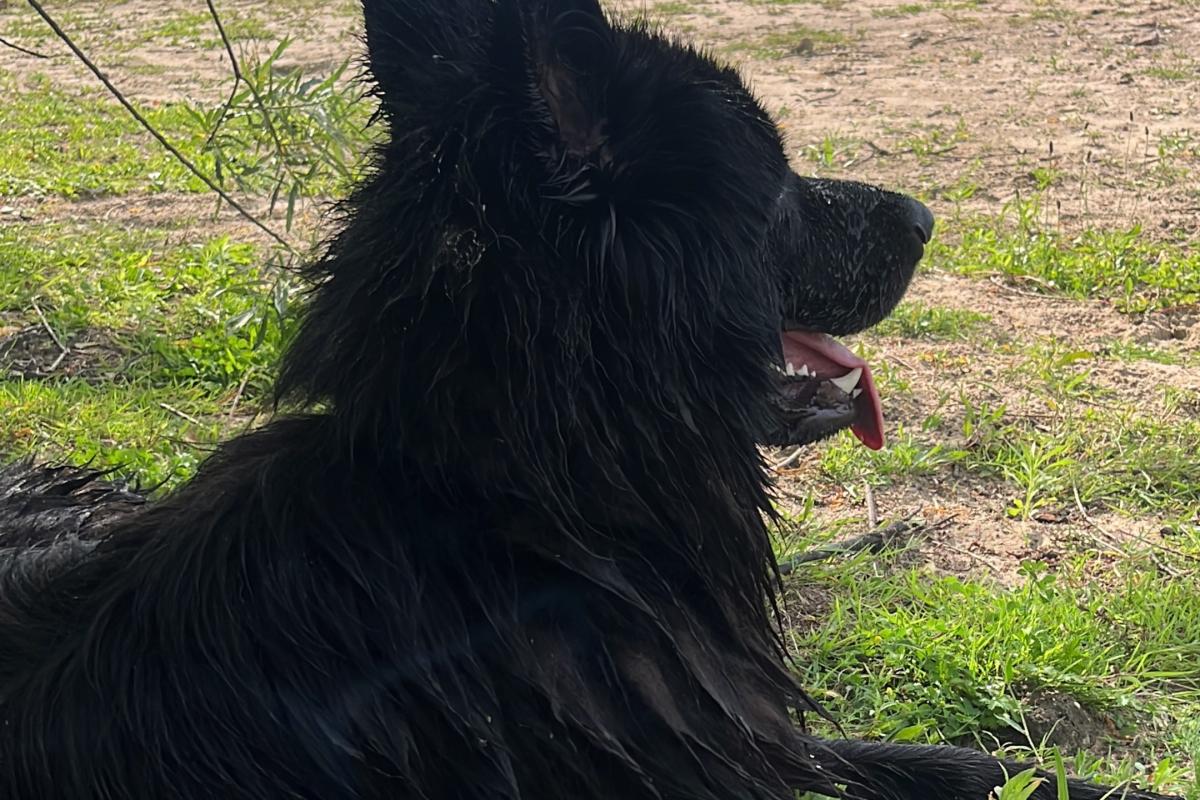 Rex