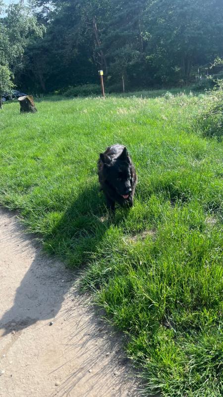 Rex
