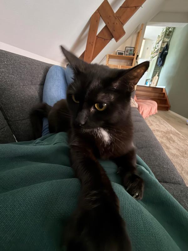 Loki