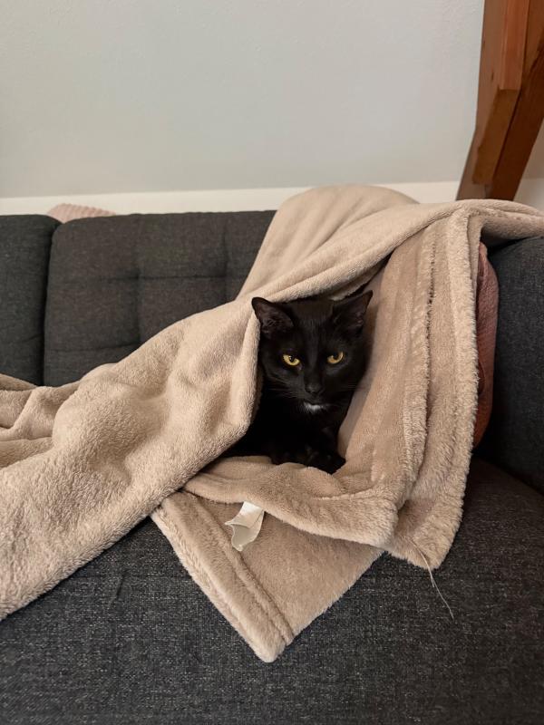 Loki