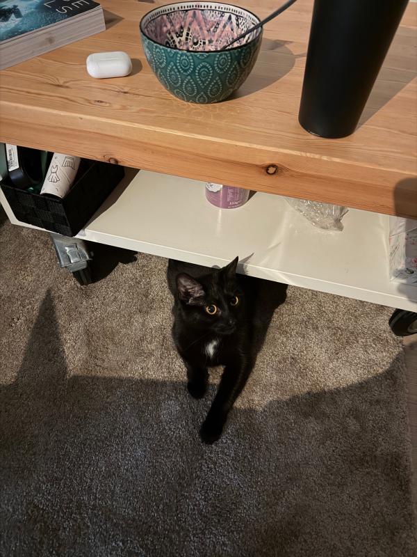 Loki