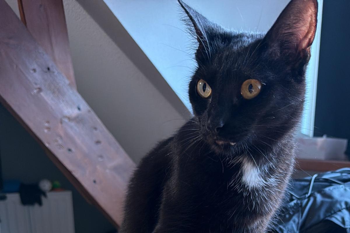 Loki