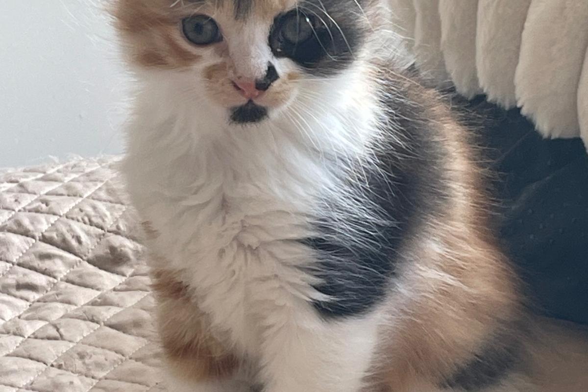 Lilly