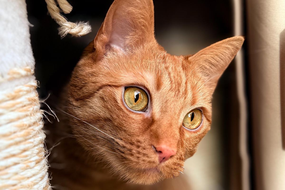 Milo