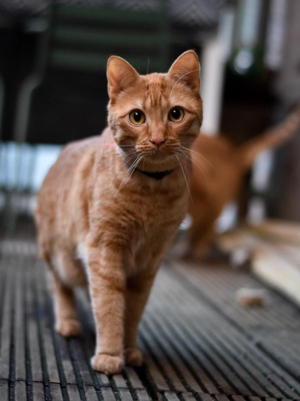 Milo