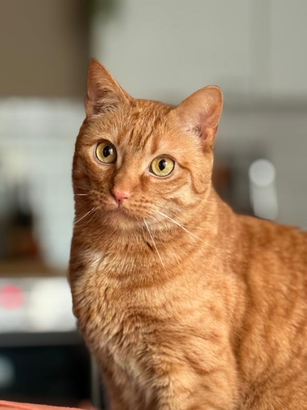 Milo