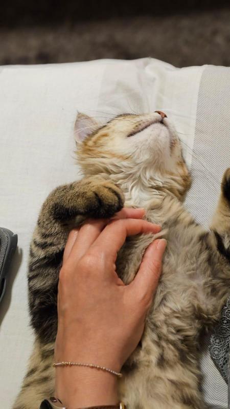 Lynx