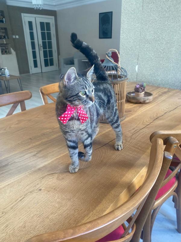 Suki