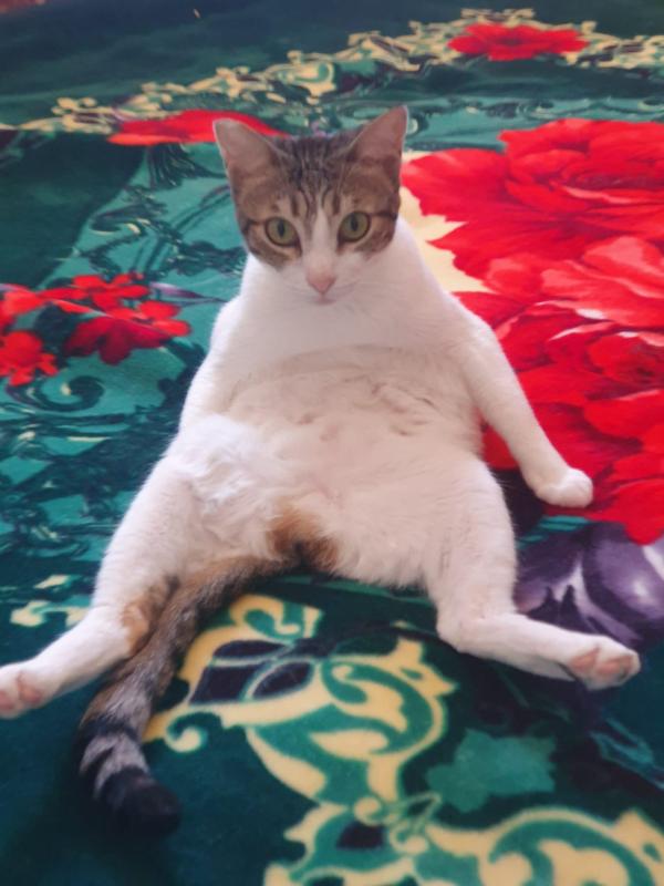 Tilly