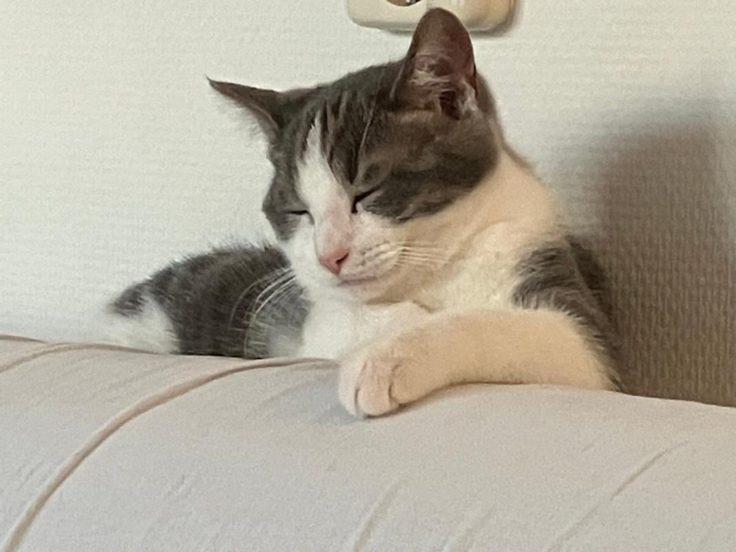 Luca