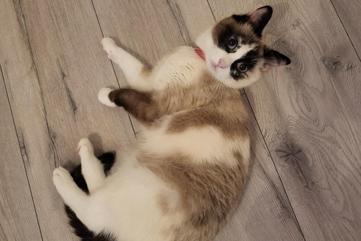 Lucy