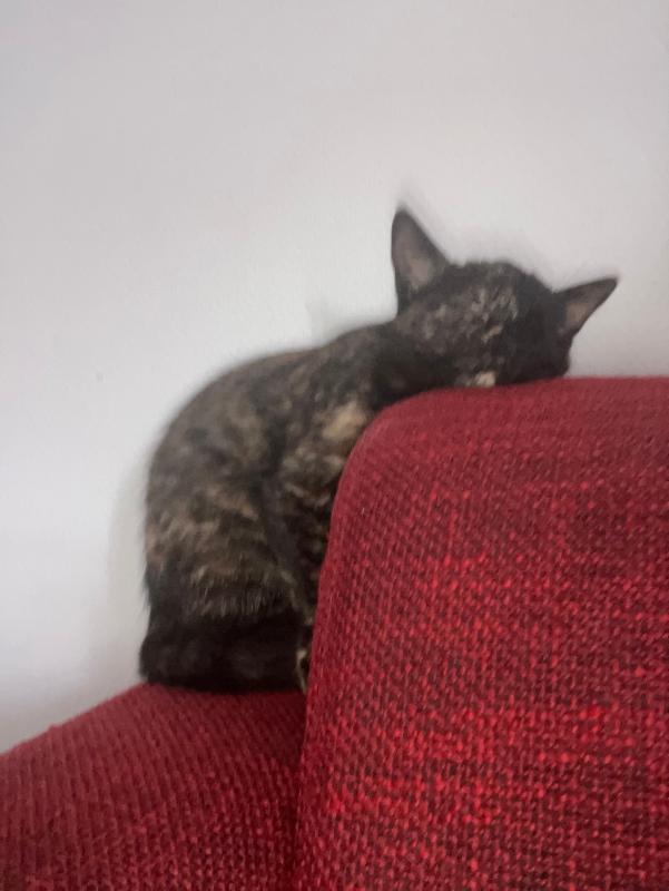 *SPOED* Luna