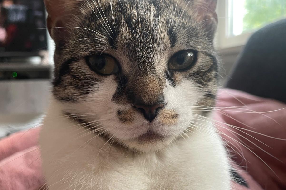 Jolie