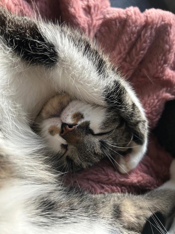 Jolie