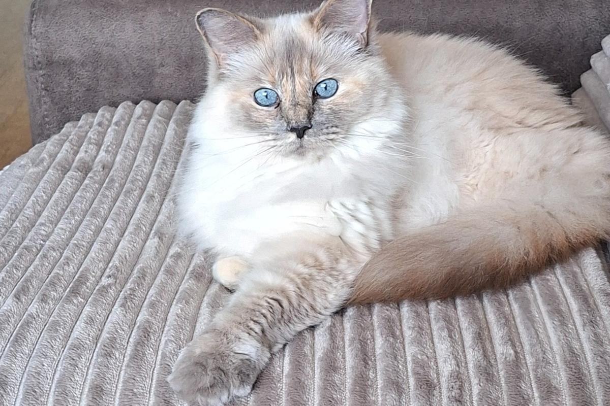 Leia
