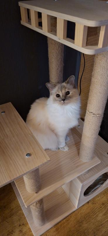 Leia
