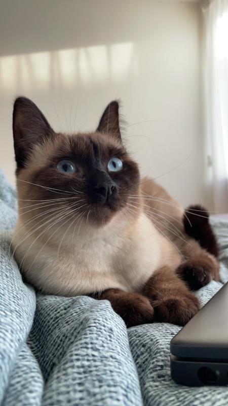 Kova