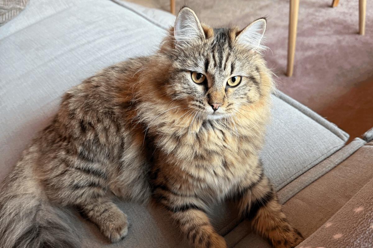Bella