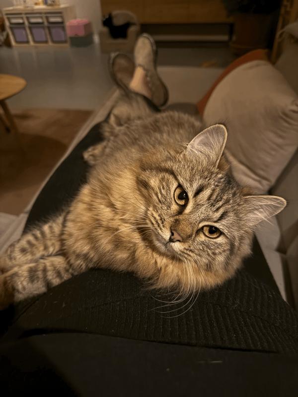 Bella