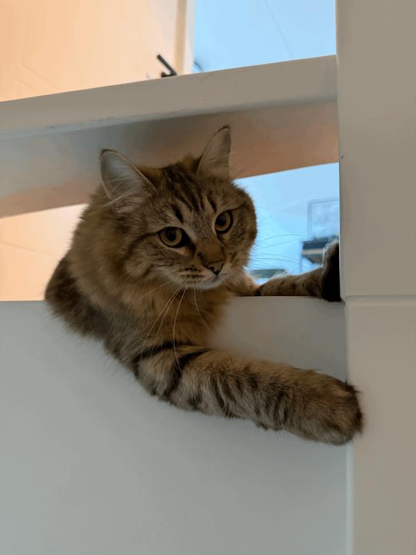 Bella