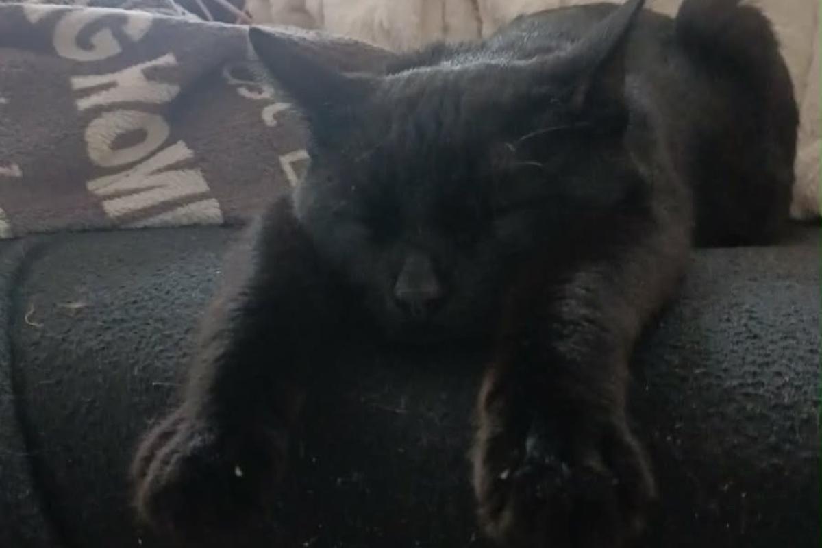 Louie
