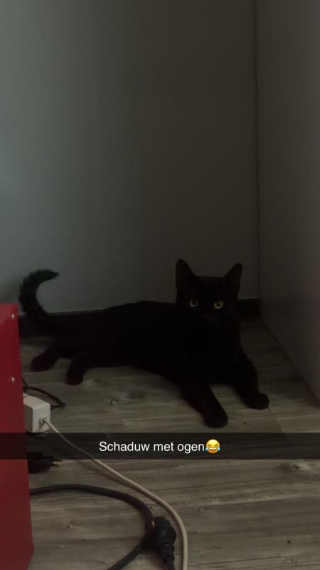 Louie