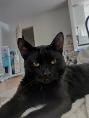 Louie