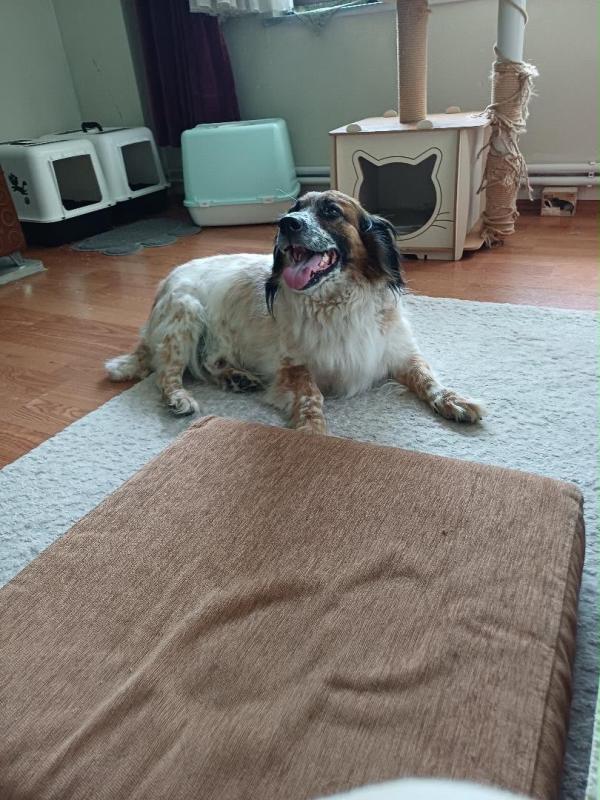 Aziz