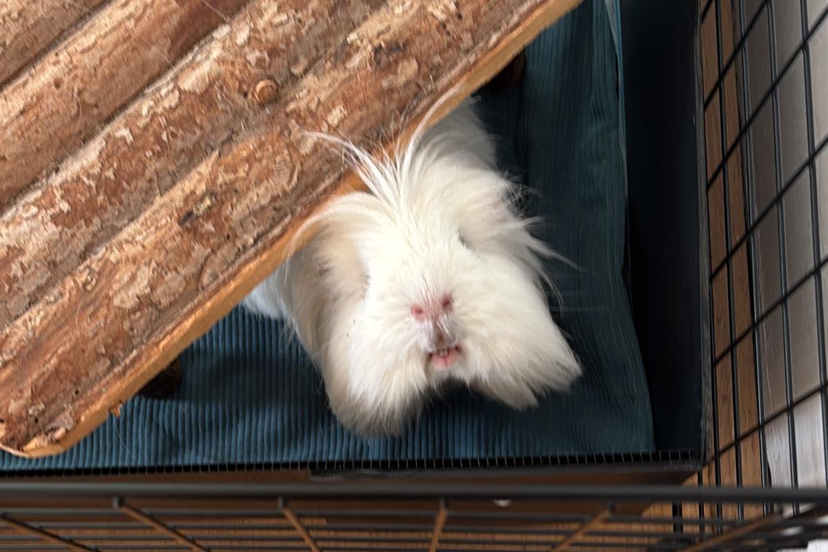 Phillipe