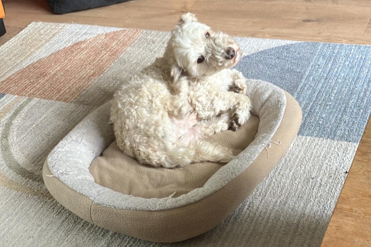 Max