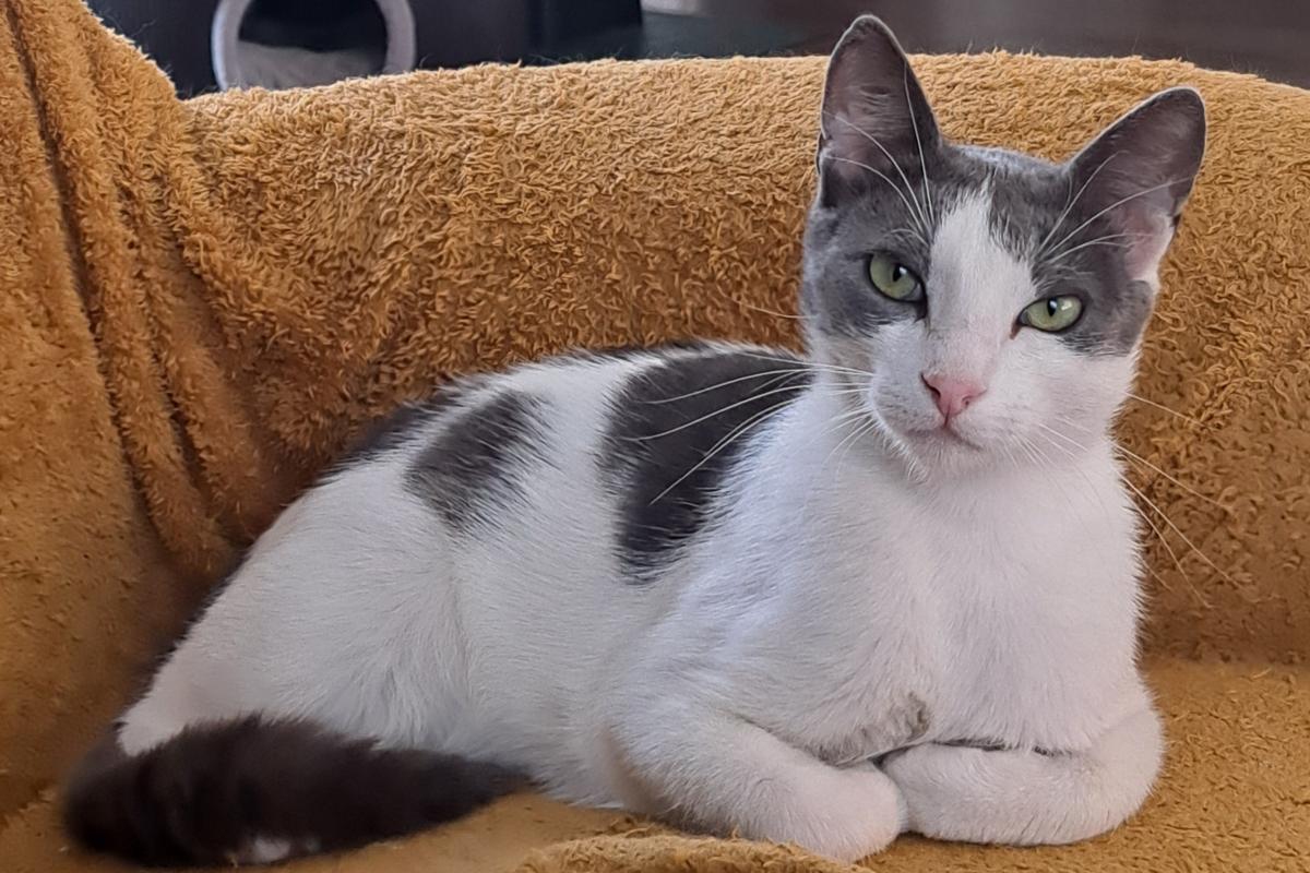 Bibi